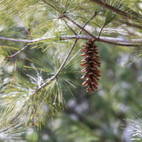 White Pine