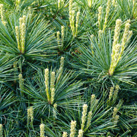 White Pine