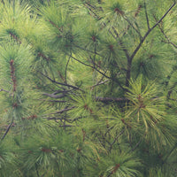 White Pine