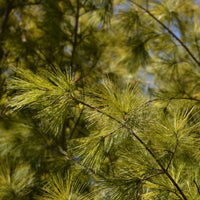 White Pine