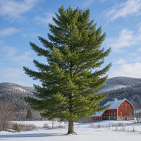 White Pine