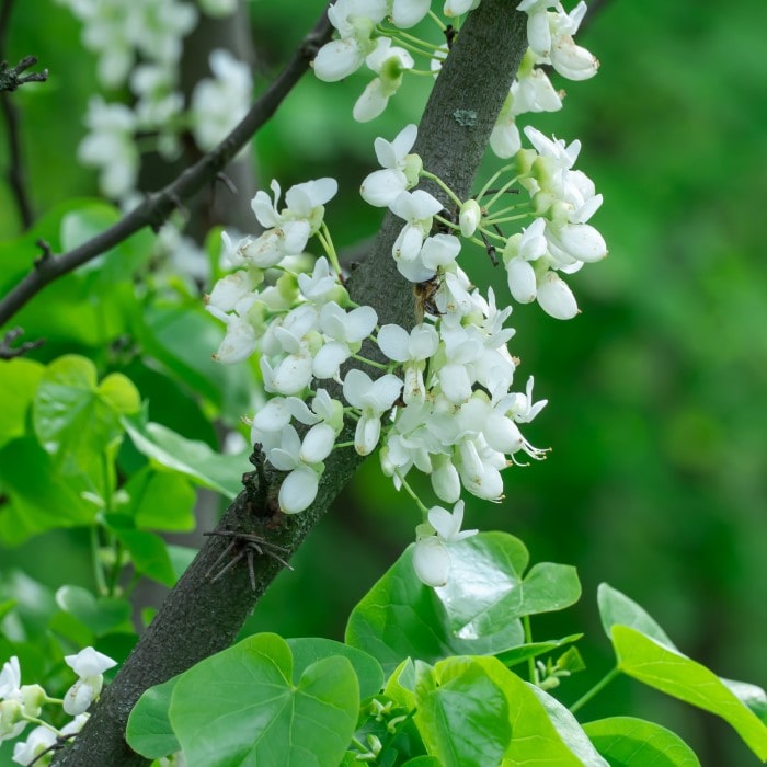 Almanac Planting Co: Close-up of White Redbud (Eastern Redbud 'Alba') flowers, showcasing the delicate white blooms that adorn the tree in spring. This ornamental tree is ideal for creating a striking focal point in garden landscapes.