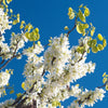 Almanac Planting Co: White Redbud (Cercis canadensis 'Alba') in full bloom against a clear blue sky, displaying clusters of pristine white flowers. This ornamental tree is perfect for adding elegance and beauty to any garden.