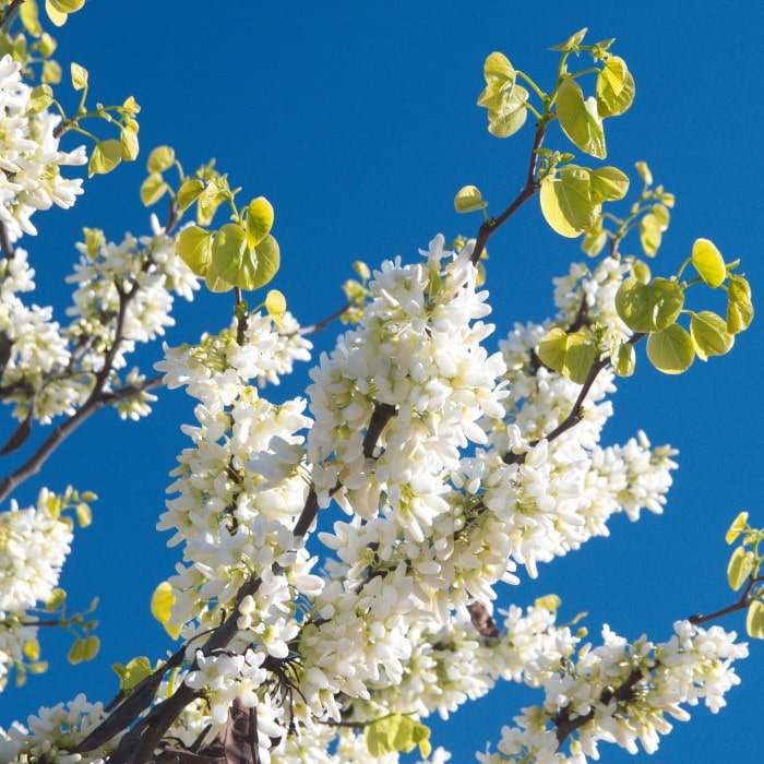 Almanac Planting Co: White Redbud (Cercis canadensis 'Alba') in full bloom against a clear blue sky, displaying clusters of pristine white flowers. This ornamental tree is perfect for adding elegance and beauty to any garden.