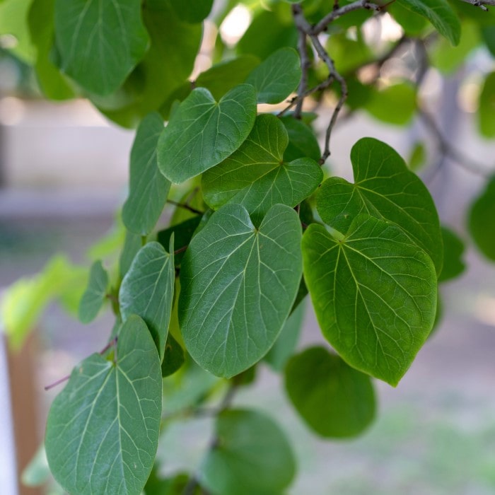 Almanac Planting Co: White Redbud (Cercis canadensis 'Alba') foliage, highlighting the lush green, heart-shaped leaves. This ornamental tree offers year-round interest with its vibrant leaves and seasonal flowers. 