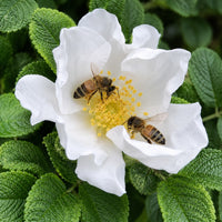 White Rugosa Rose
