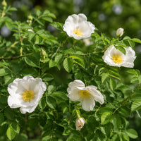 White Rugosa Rose