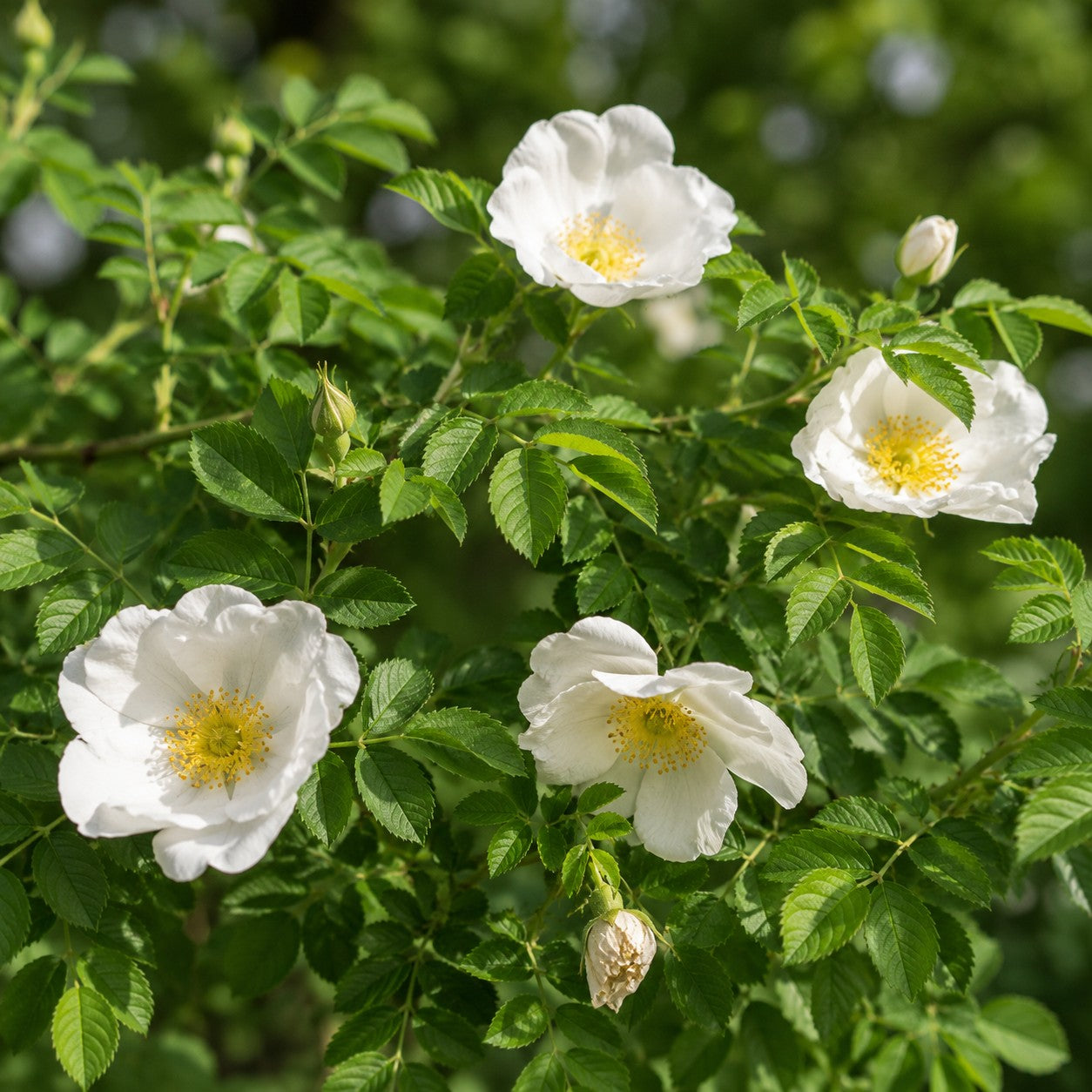 White Rugosa Rose