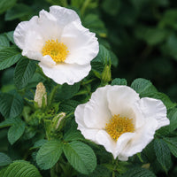 White Rugosa Rose