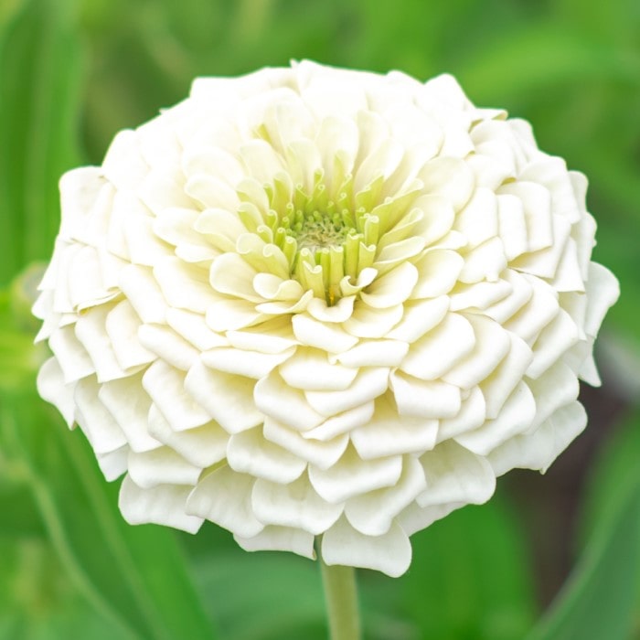 Almanac Planting Co: Pristine Benary Giant White Zinnia (Zinnia elegans) in full bloom, showcasing its perfect circular form and dense petal arrangement, a popular choice for summer bouquets and floral arrangements.