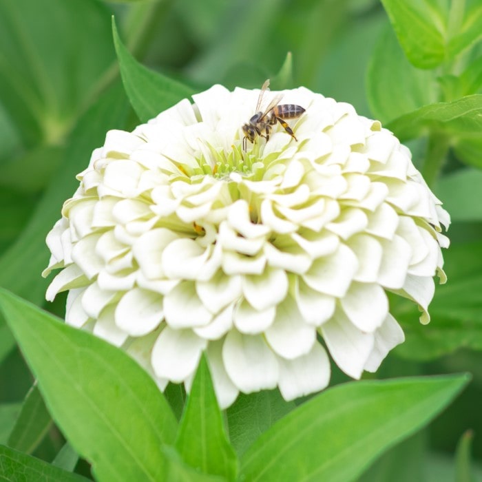 Almanac Planting Co: Benary Giant White Zinnia (Zinnia elegans) visited by a bee, emphasizing the flower's role in supporting pollinators in eco-friendly gardens and urban landscapes.