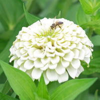 Almanac Planting Co: Benary Giant White Zinnia (Zinnia elegans) visited by a bee, emphasizing the flower's role in supporting pollinators in eco-friendly gardens and urban landscapes.