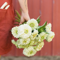 Almanac Planting Co: Person holding a bouquet of Benary Giant White Zinnias (Zinnia elegans), highlighting the flower's versatility and appeal as a fresh cut flower for rustic and modern decor.