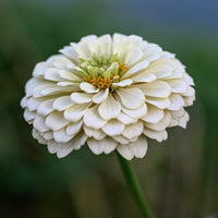 Almanac Planting Co: Close-up of a Benary Giant White Zinnia (Zinnia elegans) flower, displaying detailed layers of white petals with a hint of green at the core, ideal for elegant garden displays and cutting gardens.