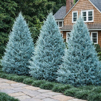 Almanac Planting Co: Wichita Blue Juniper (Juniperus scopulorum 'Wichita Blue') planted in a landscape with multiple tall blue evergreen trees near a home