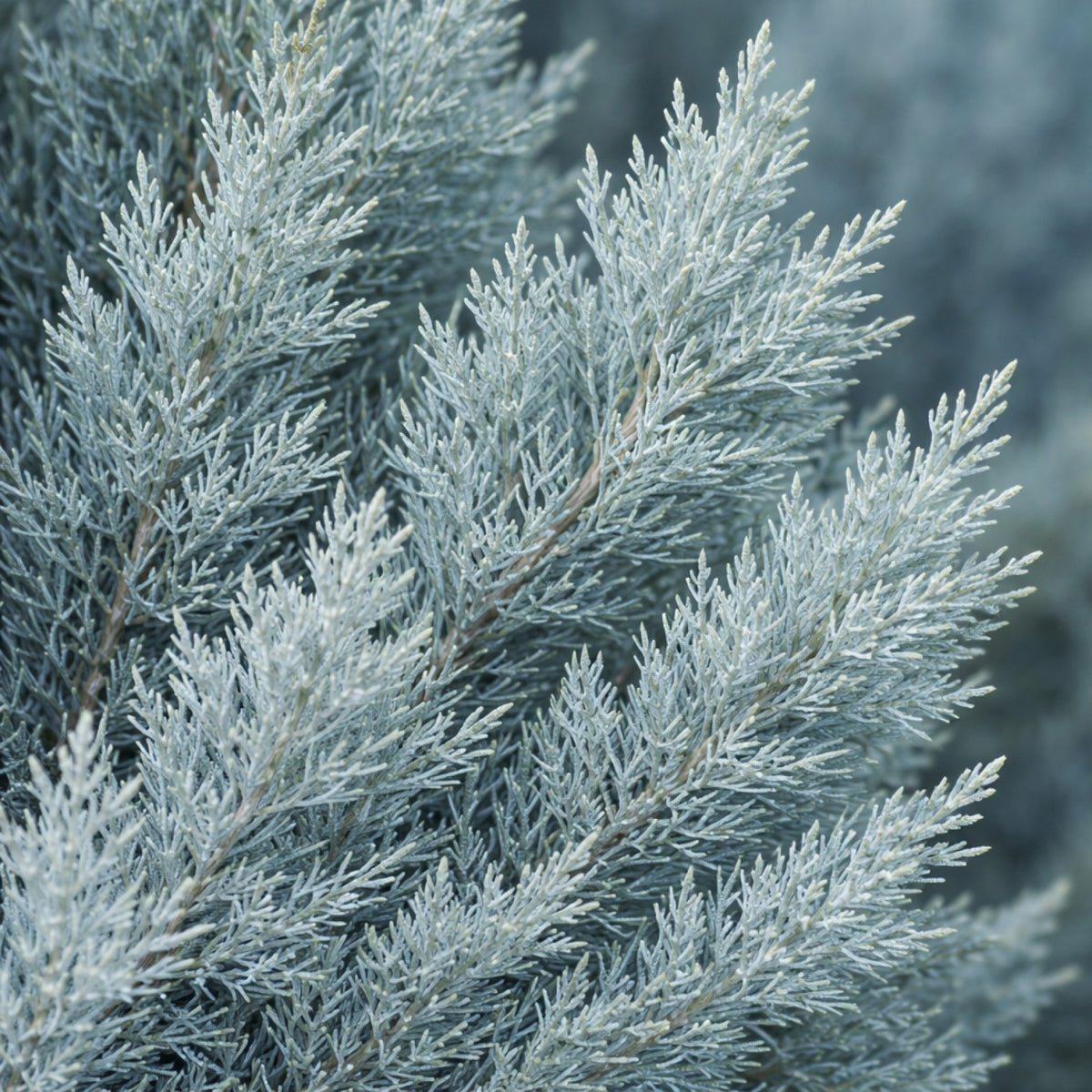 Almanac Planting Co: Close-up of Wichita Blue Juniper foliage showing dense silvery-blue evergreen needles