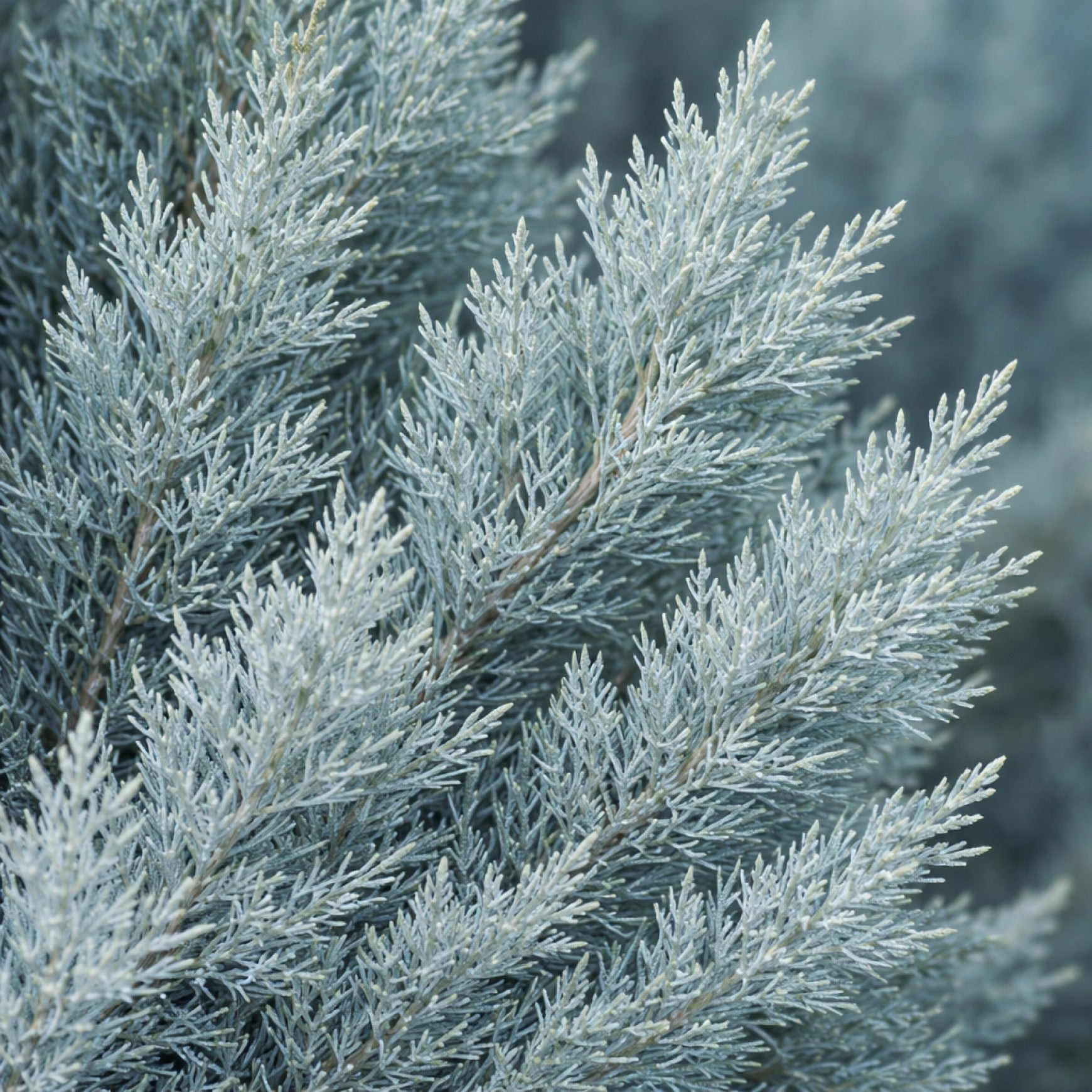 Almanac Planting Co: Close-up of Wichita Blue Juniper foliage showing dense silvery-blue evergreen needles