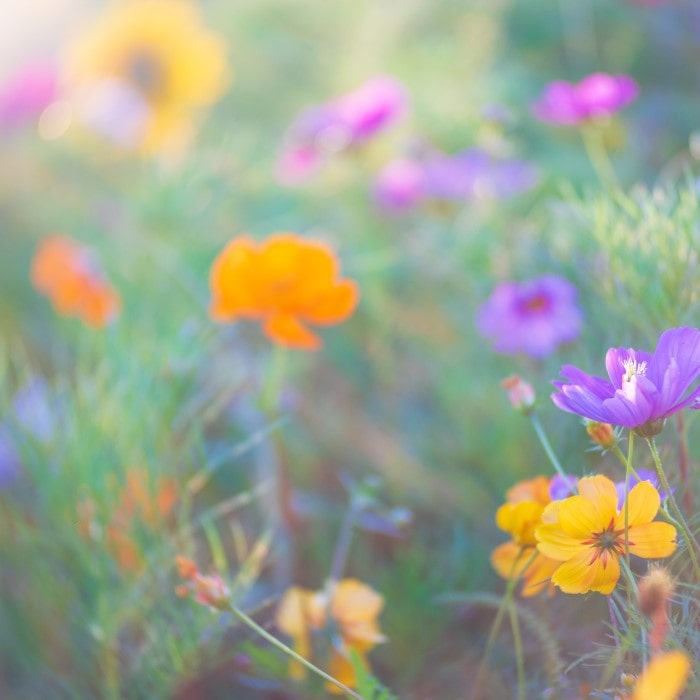 Almanac Planting Co Pennsylvania Wildflower Seed Blend.  Yellow, orange, and purple wildflowers amongst a field of green.