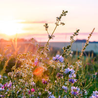Almanac Planting Co Pennsylvania Wildflower Seed Blend. A cluster of blue, purple, and white wildflowers against a setting sun.
