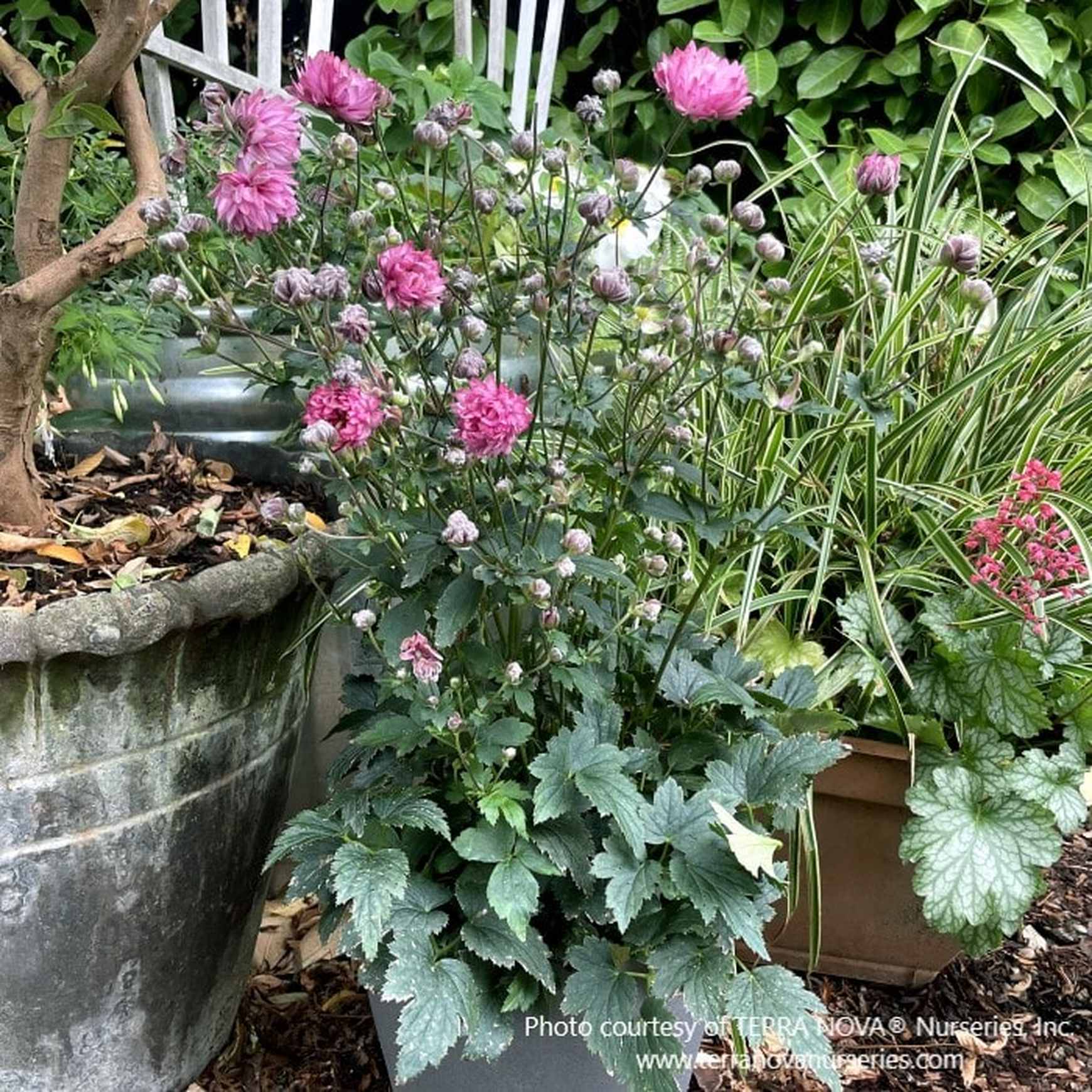 Anemone PUFF® 'Pink' | Pink Windflower – Almanac Planting Co