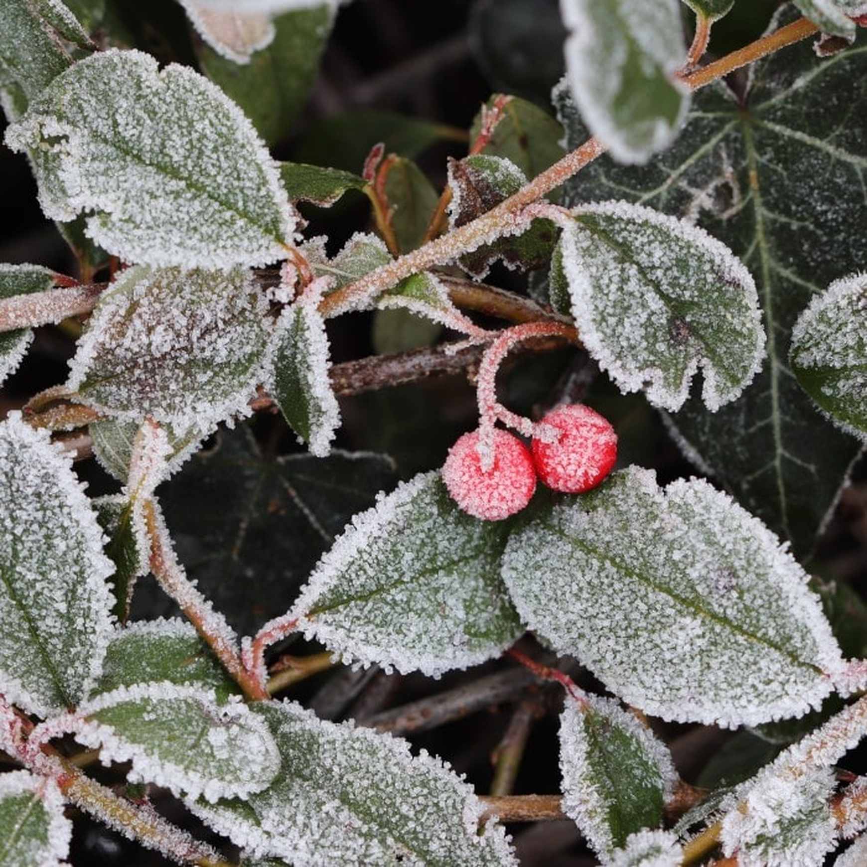 Almanac Planting Co: Close-up of Winter Fiesta™ Wintergreen foliage showing red berries and frosted evergreen leaves after a light winter chill.