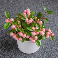Almanac Planting Co: Potted Winter Fiesta™ Wintergreen displaying compact growth, glossy foliage, and vibrant berries perfect for shaded patios.