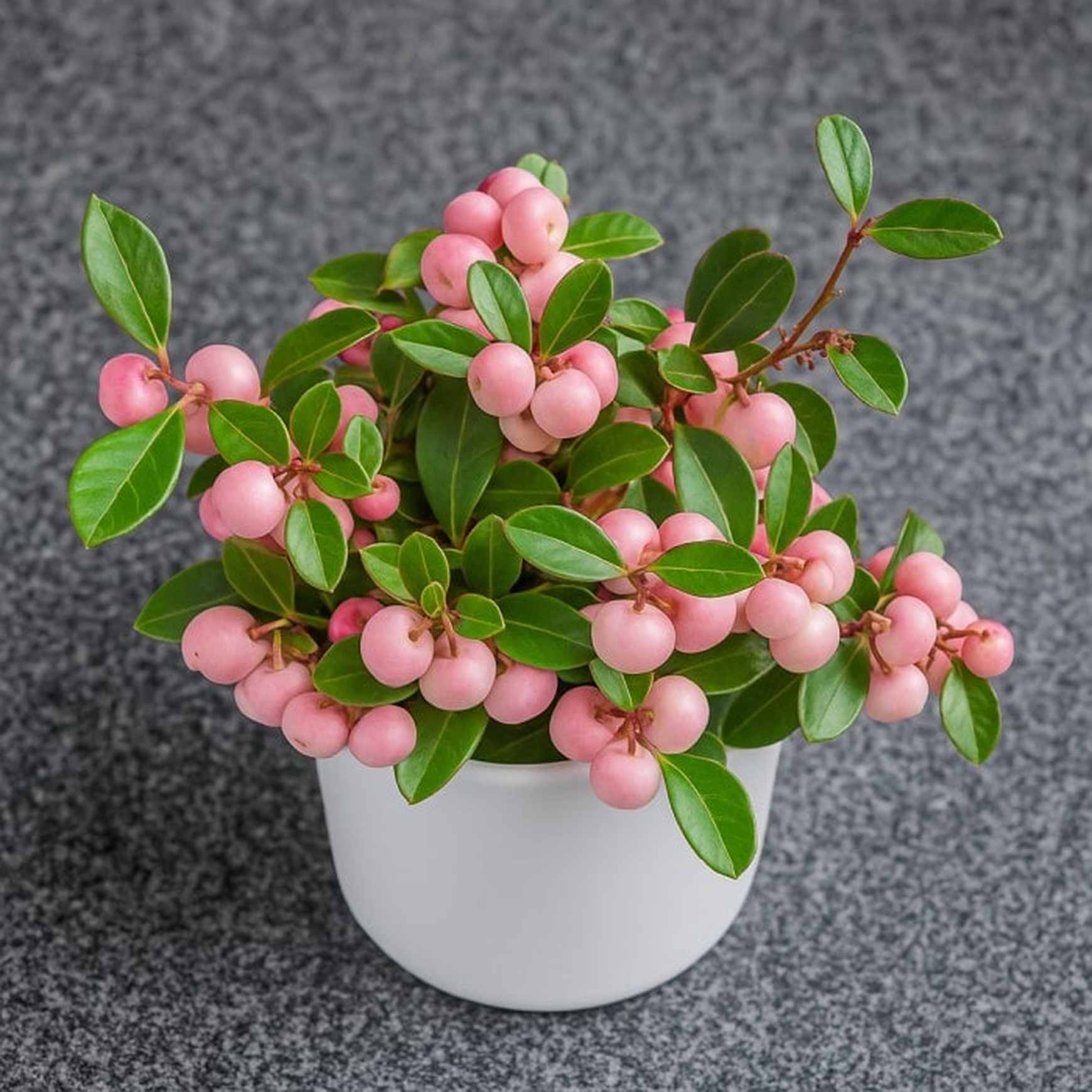 Almanac Planting Co: Potted Winter Fiesta™ Wintergreen displaying compact growth, glossy foliage, and vibrant berries perfect for shaded patios.