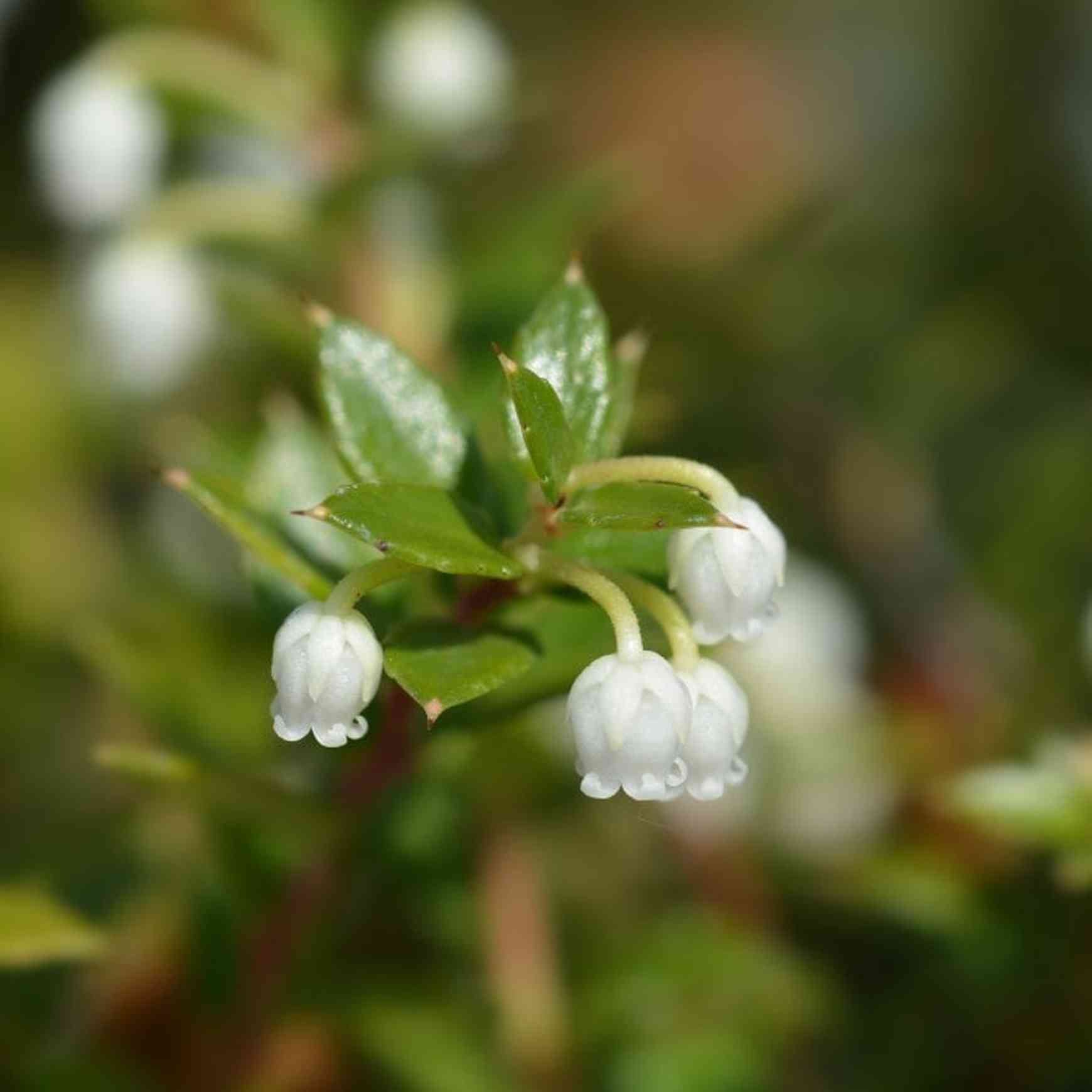 Almanac Planting Co: Winter Fiesta™ Wintergreen in bloom with small white bell-shaped flowers developing into colorful berries for year-round interest.