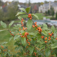 Almanac Planting Co: Close-up of Winter Gold Winterberry showing orange berries among green foliage in an upscale garden setting