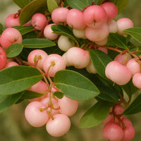 Almanac Planting Co: Winter Fiesta™ Wintergreen with clusters of bright pinkish-red berries and glossy green evergreen leaves for winter color.