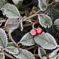 Almanac Planting Co: Close-up of Winter Fiesta™ Wintergreen foliage showing red berries and frosted evergreen leaves after a light winter chill.
