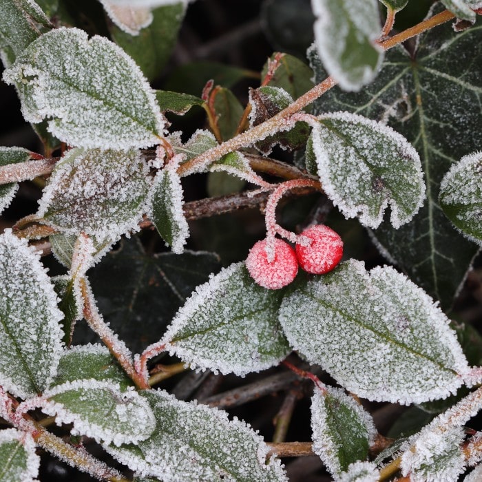 Almanac Planting Co: Close-up of Winter Fiesta™ Wintergreen foliage showing red berries and frosted evergreen leaves after a light winter chill.
