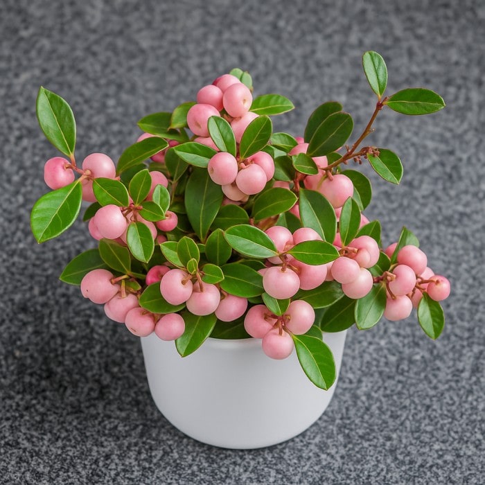 Almanac Planting Co: Potted Winter Fiesta™ Wintergreen displaying compact growth, glossy foliage, and vibrant berries perfect for shaded patios.