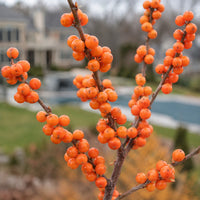 Winter Gold Winterberry