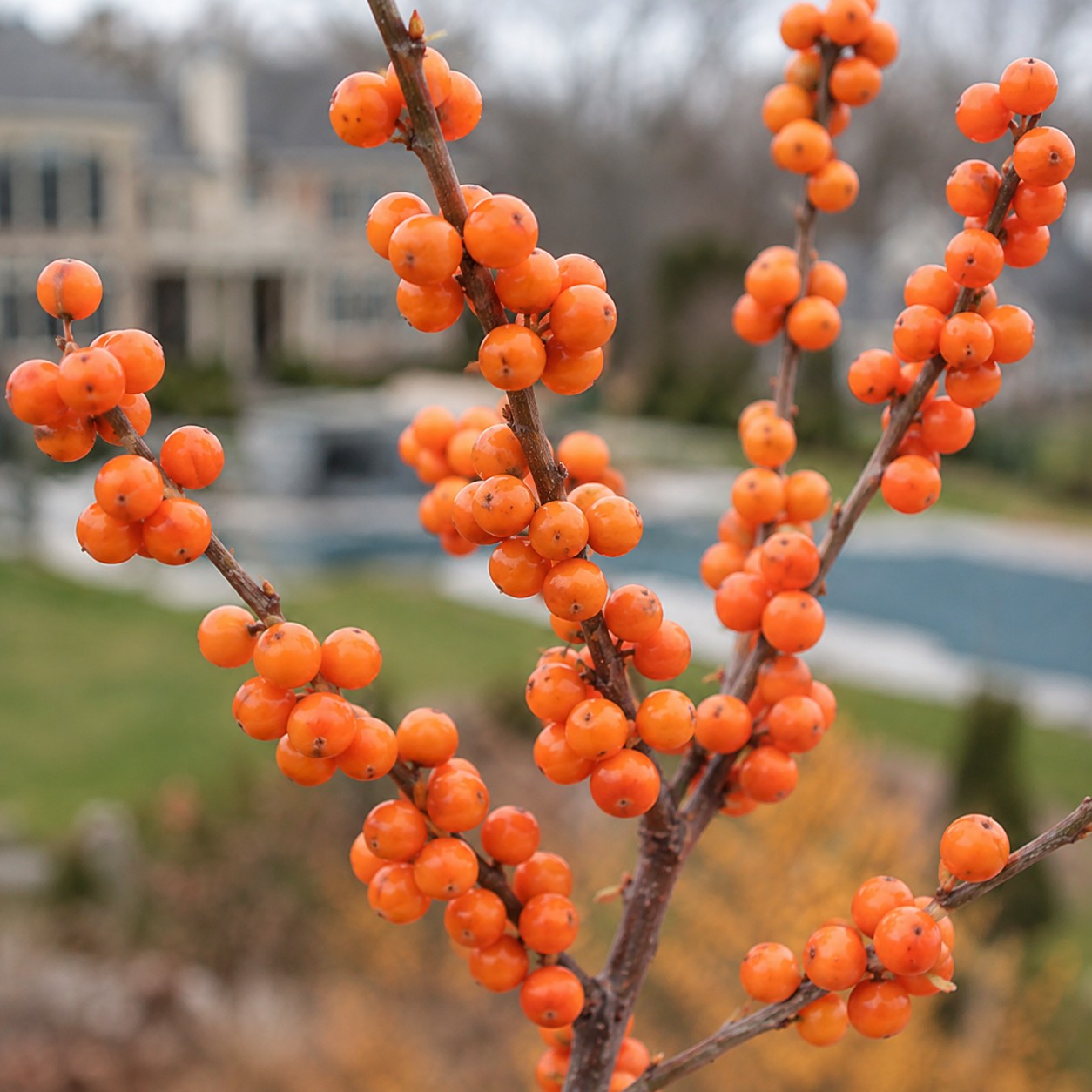 Winter Gold Winterberry
