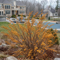 Winter Gold Winterberry