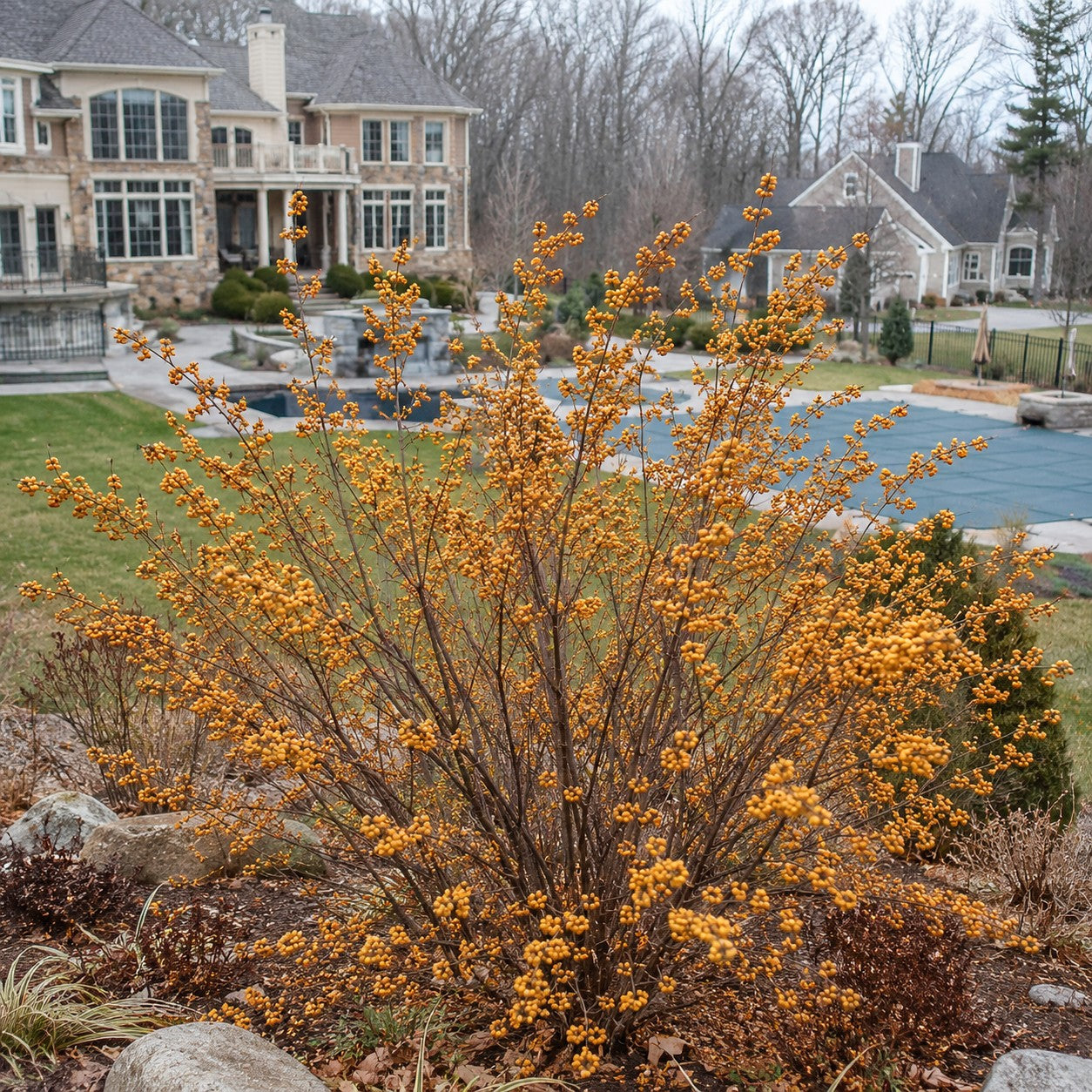 Winter Gold Winterberry
