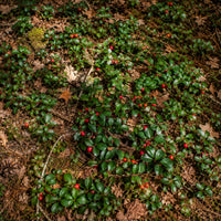 Wintergreen Teaberry