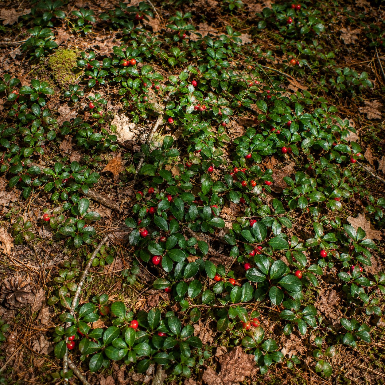 Wintergreen Teaberry