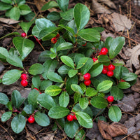 Wintergreen Teaberry