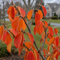 Almanac Planting Co: Close-up of Witch Hazel ‘Arnold Promise’ showing vivid orange-red fall foliage and developing winter flower buds