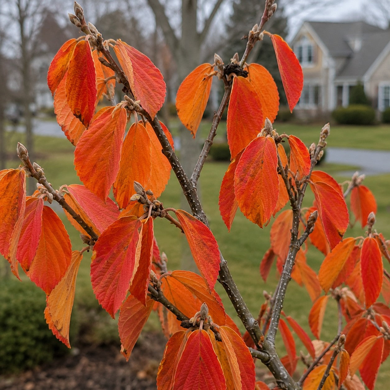 Almanac Planting Co: Close-up of Witch Hazel ‘Arnold Promise’ showing vivid orange-red fall foliage and developing winter flower buds