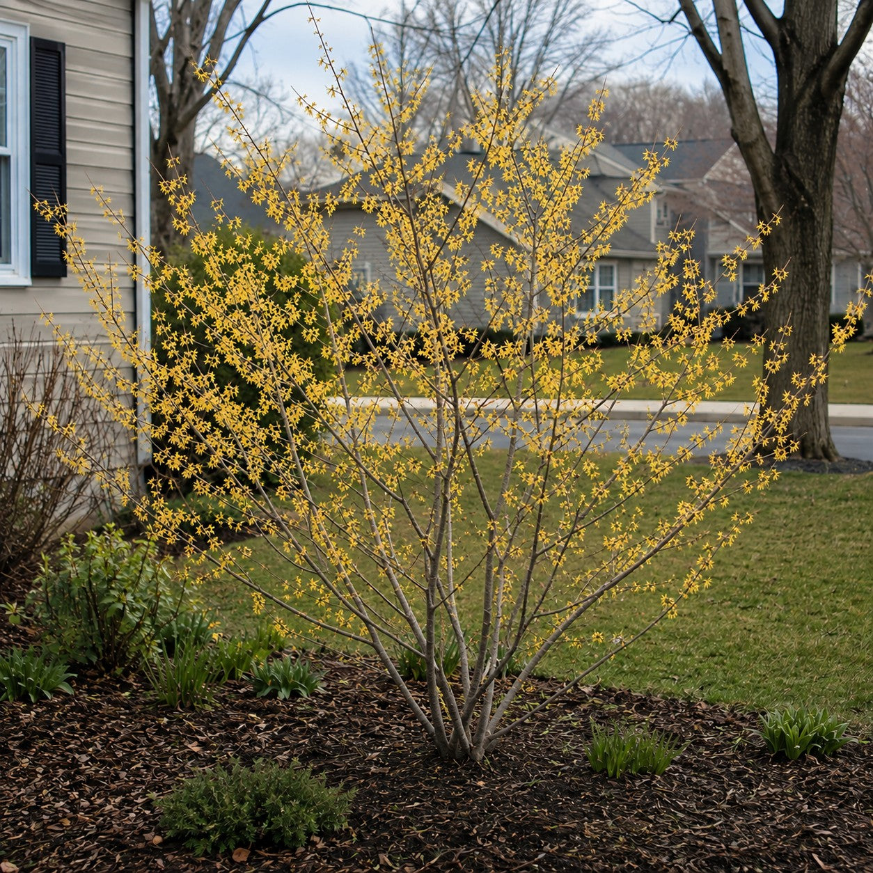 Witch Hazel ‘Arnold Promise’