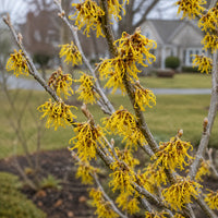 Witch Hazel ‘Arnold Promise’