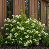 Witherod Viburnum