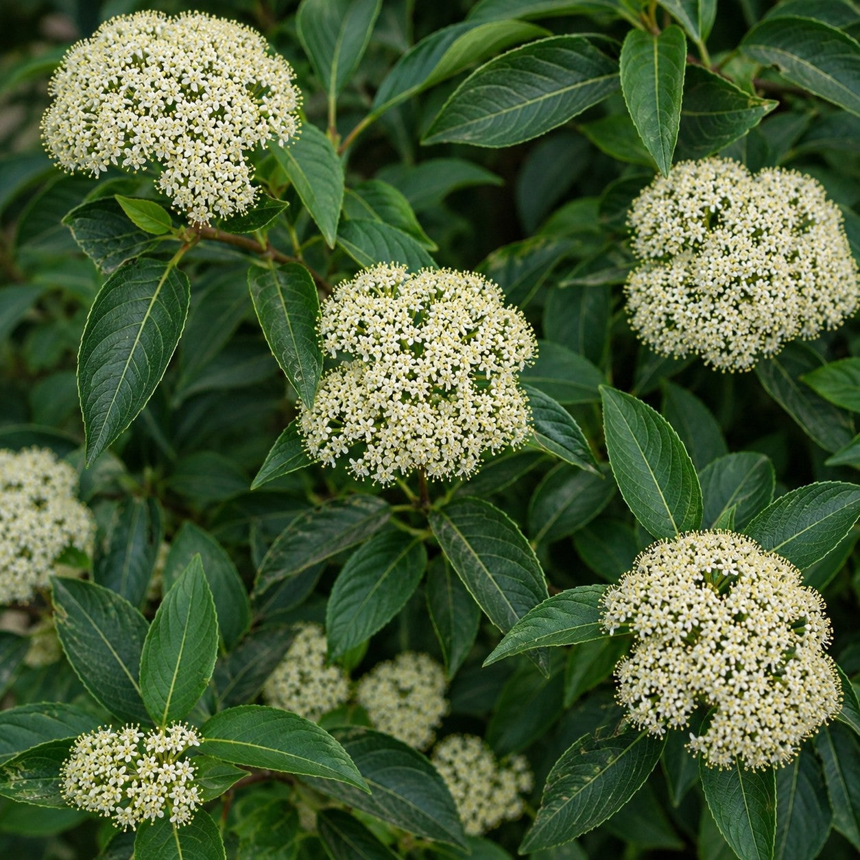 Plants for USDA Zone 3 – Almanac Planting Co