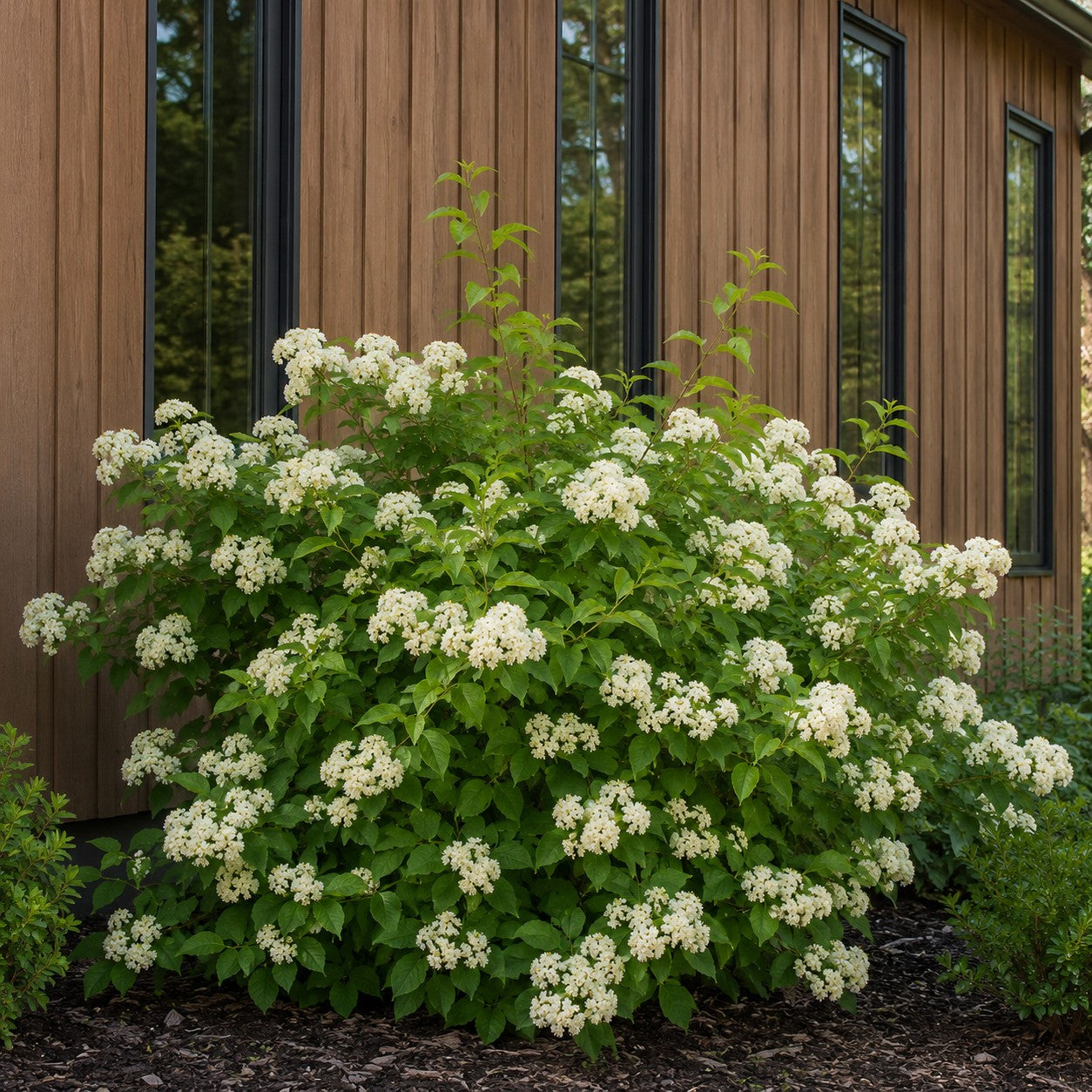 Witherod Viburnum