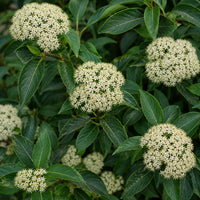 Witherod Viburnum