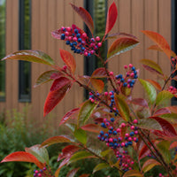 Witherod Viburnum