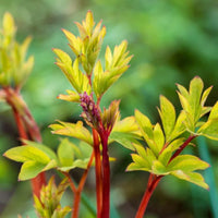 Almanac Planting Co: Close-up of young shoots of the Yellow Bleeding Heart (Dicentra spectabilis 'Gold Heart'), highlighting the plant's early growth stage with reddish stems and emerging yellow-green leaves, promising the arrival of its unique blossoms.